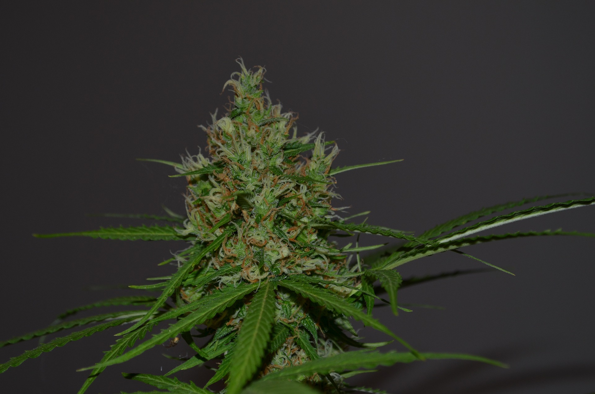 What Is the Best Option for Cannabis - Delta-8 Flowers or CBD Flowers?
